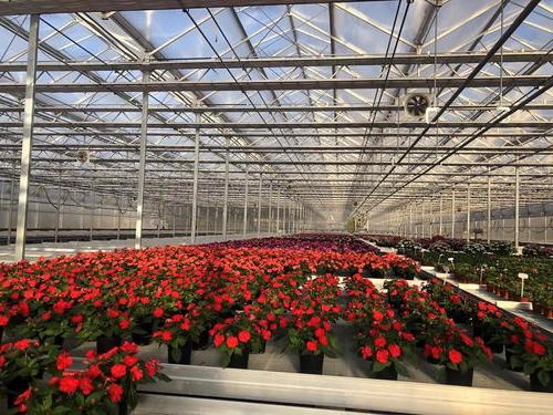 从播种到施肥,上海崇明这座花卉育苗工厂实现了全自动